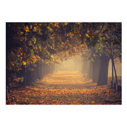 Jesienna, kolorowa drzewna aleja w parku w słoneczny dzień, Krakow, Polska