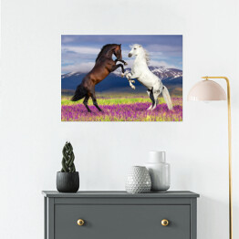 Plakat Dwa konie na kwiecistym polu na tle gór