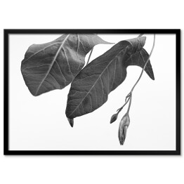 Plakat w ramie Duże liście w odcieniach szarości