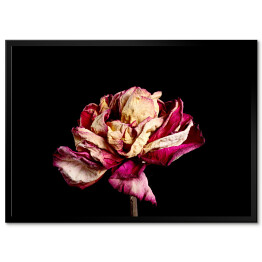 Plakat w ramie Wysuszony różowy kwiat na czarnym tle
