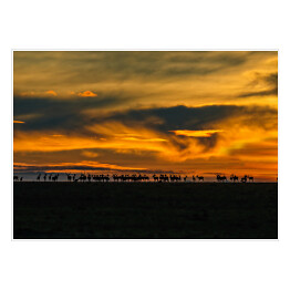 Plakat Wschód słońca i gazele, Kenia