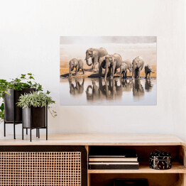 Plakat Afrykańskie słonie pijące wodę w Parku Narodowym Etosha, Namibia, Afryka