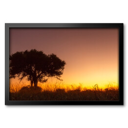 Obraz w ramie Drzewo na tle zachodzącego słońca