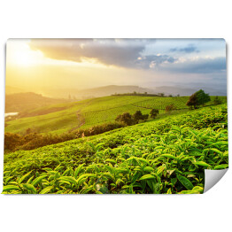 Fototapeta winylowa zmywalna Plantacja herbaty w promieniach słońca