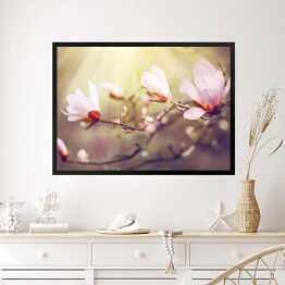 Obraz w ramie Kwitnąca magnolia o świcie