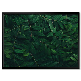 Obraz klasyczny Ozdobny układ z ciemnych zielonych liści