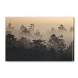 Obraz na płótnie Wschód słońca w lesie we mgle w Tajlandii