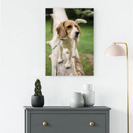 Obraz na płótnie Pies rasy Beagle na spacerze