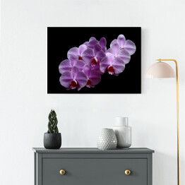 Obraz na płótnie Purpurowa różowa orchidea z kroplami wody na czarnym tle