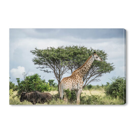 Obraz na płótnie Żyrafa - Park Narodowy Krugera, Republika Południowej Afryki