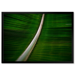 Plakat w ramie Liść drzewa kokosowego