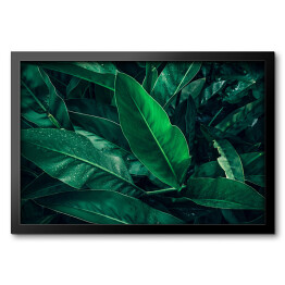 Obraz w ramie Tropikalne ciemne liście z kroplami deszczu