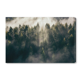 Obraz na płótnie Wschód słońca nad lasem we mgle