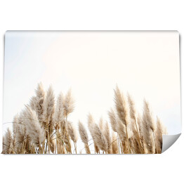 Fototapeta Trawa pampasowa na niebie, Abstrakcyjne naturalne tło miękkich roślin Cortaderia selloana poruszających się na wietrze. Jasna i wyraźna scena roślin podobnych do pierzastych.