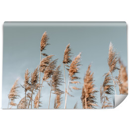 Fototapeta Abstrakcyjne naturalne tło miękkich roślin Cortaderia selloana, trawa pampasowa poruszająca się na wietrze.