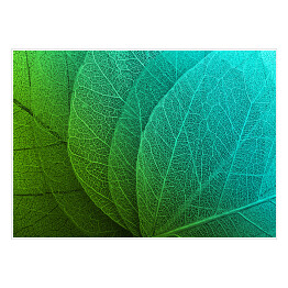 Plakat samoprzylepny Duże liście w odcieniach zieleni i błękitu