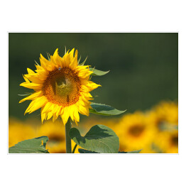 Plakat samoprzylepny Słonecznik w polu
