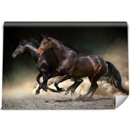 Fototapeta winylowa zmywalna Ciemne konie galopujące na ciemnym tle