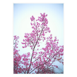 Plakat Dziki kwiat wiśni na tle błękitnego nieba wiosną