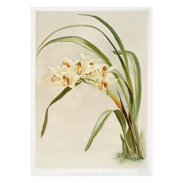 Plakat F. Sander Orchidea no 23. Reprodukcja