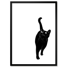 Plakat w ramie Kot wpatrujący się w jeden punkt