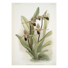Plakat F. Sander Orchidea no 27. Reprodukcja