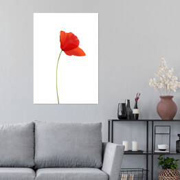 Plakat samoprzylepny Mak - czerwony kwiat