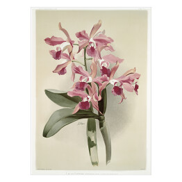 Plakat samoprzylepny F. Sander Orchidea no 42. Reprodukcja