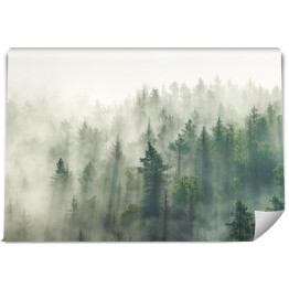 Panoramiczny widok na las z poranną mgłą