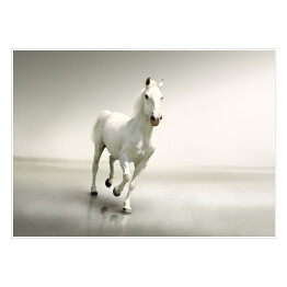 Piękny biały koń w ruchu na tle mgły