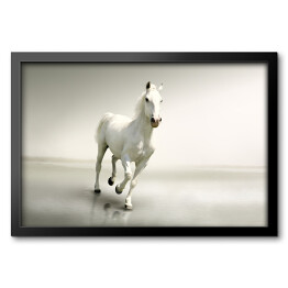 Piękny biały koń w ruchu na tle mgły