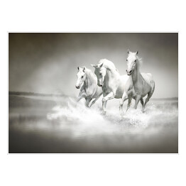 Białe konie galopujące po wodzie