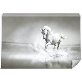 Biały koń galopujący przez wodę