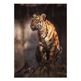 Sumatran tygrys w lesie