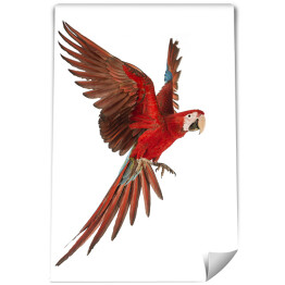 Czerwona Ara papuga w locie
