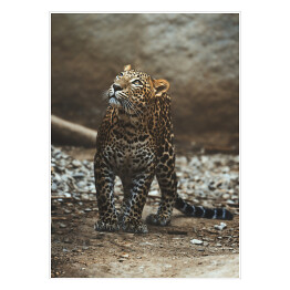 Lampart cejloński (Panthera pardus kotiya) portret szczegółowy
