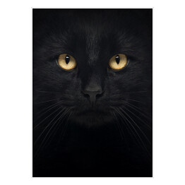 Czarny kot patrzący głęboko w oczy