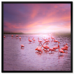 Flamingi na tle różowego nieba