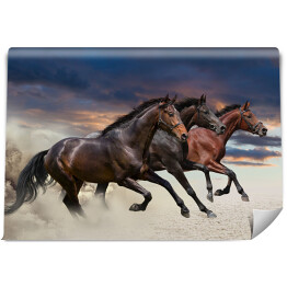 Konie biegnące w galopie wzdłuż piaszczystego pola