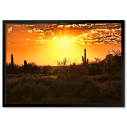 Piękny widok pustyni z kaktusami w Arizonie o zmierzchu 