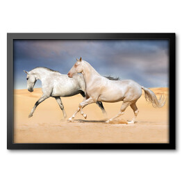 Grupa jasnych koni galopująca na pustyni