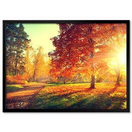 Jesienny pejzaż - rozświetlone drzewa w parku 
