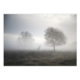 Jeleń na polanie w gęstej mgle