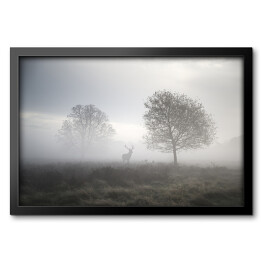 Jeleń na polanie w gęstej mgle