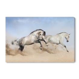 Szaro białe konie biegnące po pustyni 