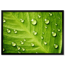 Zielony liść z kroplami wody