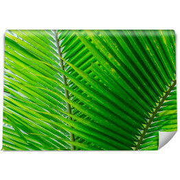 Zbliżenie na duże zielone tropikalne liście
