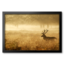 Sylwetka jelenia w mgle o świcie
