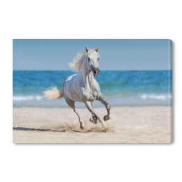 Koń galopujący po plaży