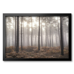 Jesienny mglisty poranek w sosnowym lesie